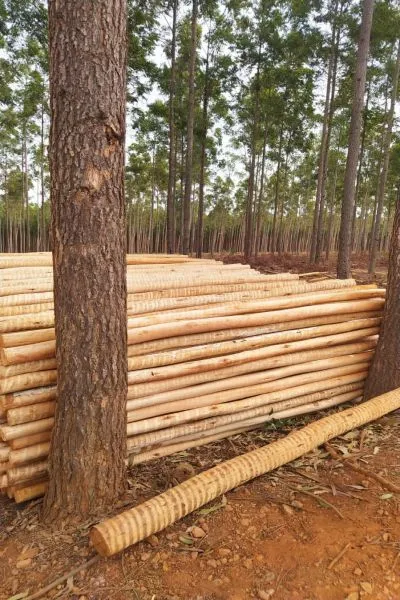 Atacadão de Madeira Eucalipto