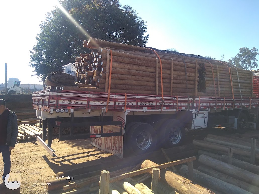 Empresa de Pinus Tratado em São Paulo