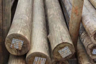 Madeireira no Litoral Norte