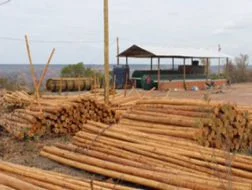 Usina de Eucalipto Tratado no Litoral Norte